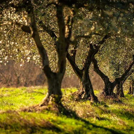 Feriegård Borgo Il Poggio *
